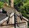 Leopard on his house with relaxed and splayed back legs