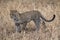 Leopard hunting in the grassland