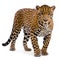 Leopard Isolated on White Background - Front View - 3D Illustration - AI generated