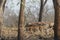 Leopard in its Prime habitat at Tadoba Tiger reserve Maharashtra,India