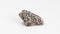 Leopard jasper on a white background