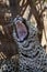 Leopard jaws, leopard Panthera pardus. A young African leopard yawns with bared teeth. A look into the throat of a predator