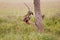 Leopard jumping out of tree