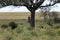 Leopard jumping from tree