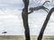 Leopard jumping between trees in Serengeti National Park