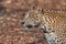 Leopard at Kabini, Nagarhole National Park, Karnataka, India with its stunning look