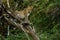 Leopard in the Kalahari desert of Botswana