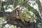 Leopard kill in Kruger National park, South Africa