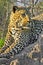 Leopard, Kruger National Park, South Africa