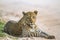 Leopard in Kruger National park, South Africa