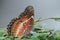 Leopard Lace Butterfly / Cethosia cyane