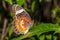 Leopard Lace Butterfly (Cethosia cyane)