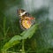 Leopard Lacewing