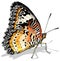 Leopard Lacewing Butterfly