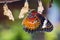 Leopard lacewing butterfly