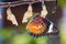 Leopard lacewing butterfly