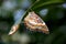 Leopard lacewing butterfly close up