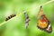 Leopard lacewing butterfly life cycle