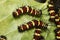 Leopard lacewing caterpillar