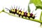 Leopard Lacewing caterpillar