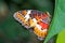 Leopard Lacewing - Cethosia cyane