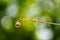 Leopard lacewing Cethosia cyane euanthes butterfly`s eggs