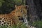 Leopard laying down by a tree