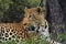 Leopard laying down by a tree