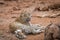 Leopard laying next to a baby Elephant carcass