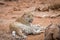 Leopard laying next to a baby Elephant carcass in the Kruger National Park.