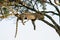 Leopard lazing in a tree