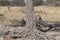 Leopard leaping in to a tree in Etosha National Park, Namibia