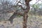 Leopard leaping in tree in Namibia