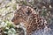 A leopard leaves the scene showing his back while disappearing in the forest.