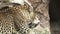 A leopard licks legs in super slow motion