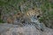 Leopard lies with cub on shady rock