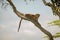 Leopard lies dangling tail from diagonal branch