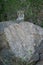 Leopard lies facing ahead on shady rock