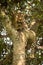 Leopard lies in forked tree looking out