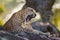 The leopard lies on a large stone under a tree and yawning. Sri Lanka.