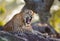 The leopard lies on a large stone under a tree and yawning. Sri Lanka.