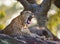 The leopard lies on a large stone under a tree and yawning. Sri Lanka.