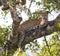 The leopard lies on a large tree branch. Sri Lanka.