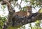 The leopard lies on a large tree branch. Sri Lanka.