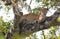 The leopard lies on a large tree branch. Sri Lanka.