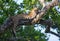 The leopard lies on a large tree branch. Sri Lanka.