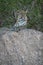 Leopard lies on shady boulder in trees