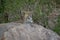 Leopard lies on shady rock eyeing camera