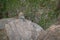 Leopard lies on shady rock among trees