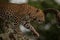 Leopard lifts paw while walking down branch